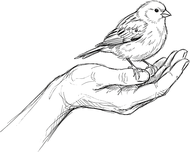 Ink drawing of a small bird resting on an open hand.